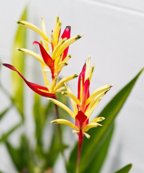 剑兰的花语与寓意（探寻剑兰的象征意义与文化内涵）