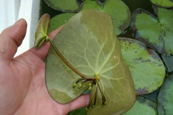 一叶莲如何快速生根？掌握这些技巧轻松搞定！