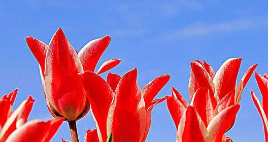 红色和黄色郁金香花的象征意义及魅力(揭秘红色和黄色郁金香的代表寓意和文化内涵)