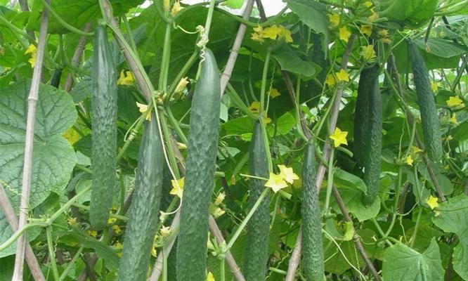 黄瓜成熟期需要多少天?如何判断黄瓜是否成熟?_花植网