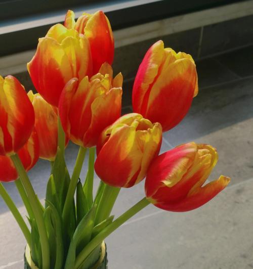 红色和黄色郁金香花的象征意义及魅力（揭秘红色和黄色郁金香的代表寓意和文化内涵）