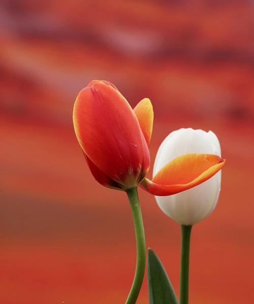 红色和黄色郁金香花的象征意义及魅力（揭秘红色和黄色郁金香的代表寓意和文化内涵）