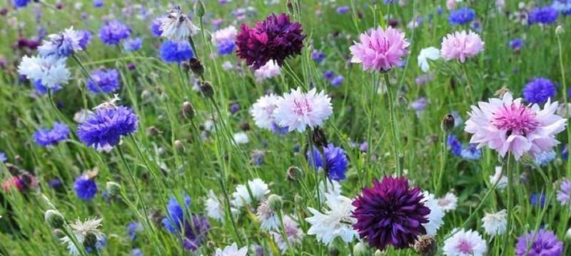 白羊座的守护花——矢车菊的坚韧与勇气（矢车菊花语）