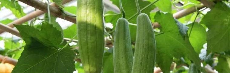 丝瓜怎么挑选好吃的？挑选丝瓜的技巧有哪些？