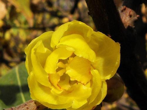 腊梅花的样子是什么样的?腊梅花有哪些独特特点?