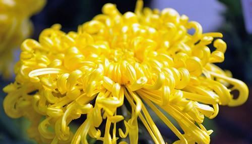 菊花的品质与象征（探索菊花的美丽与哲学）