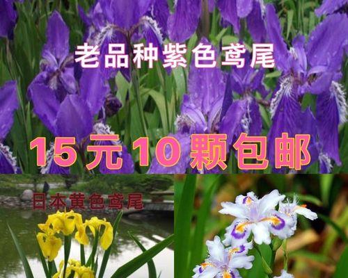 解读鸢尾花语的含义与象征（揭秘鸢尾花语）