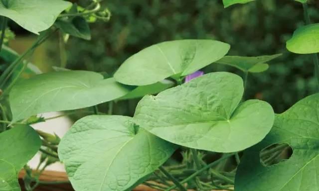 圆叶牵牛的花语与寓意(探寻圆叶牵牛花的深意) 圆叶牵牛的花语与寓意(探寻圆叶牵牛花的深意)