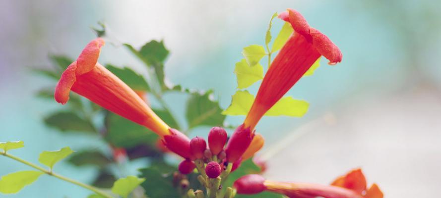 圆叶牵牛的花语与寓意(探寻圆叶牵牛花的深意) 圆叶牵牛的花语与寓意(探寻圆叶牵牛花的深意)