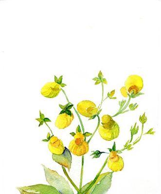 圆叶牵牛的花语与寓意(探寻圆叶牵牛花的深意) 圆叶牵牛的花语与寓意(探寻圆叶牵牛花的深意)