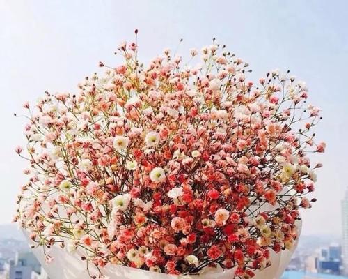 满天星的花语颜色与寓意(探索满天星花语的神秘世界) 满天星的花语颜色与寓意(探索满天星花语的神秘世界)