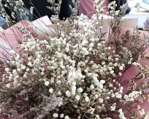 满天星的花语颜色与寓意(探索满天星花语的神秘世界) 满天星的花语颜色与寓意(探索满天星花语的神秘世界)