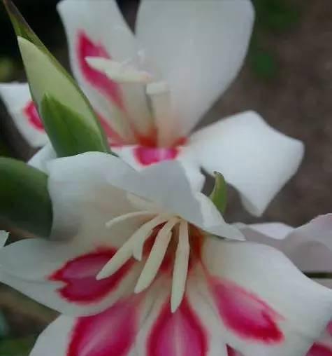 剑兰的花语和寓意象征着什么意思？如何解读剑兰的深层含义？