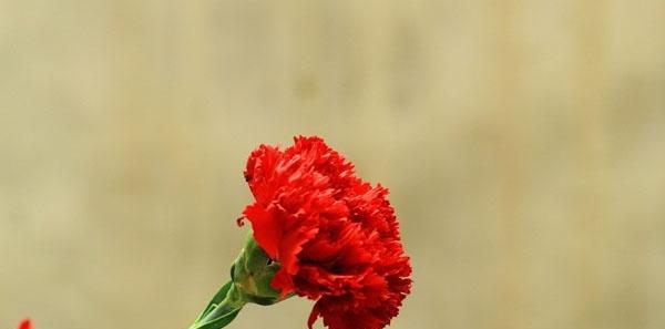 红色康乃馨花语和寓意花语的深层含义(探索康乃馨花的象征意义和情感表达方式) 红色康乃馨花语和寓意花语的深层含义(探索康乃馨花的象征意义和情感表达方式)