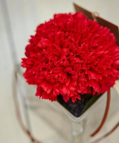 红色康乃馨花语和寓意花语的深层含义(探索康乃馨花的象征意义和情感表达方式) 红色康乃馨花语和寓意花语的深层含义(探索康乃馨花的象征意义和情感表达方式)