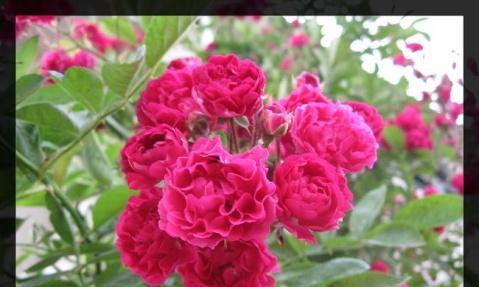 红蔷薇花语与代表意义（一朵红蔷薇传递的心意）