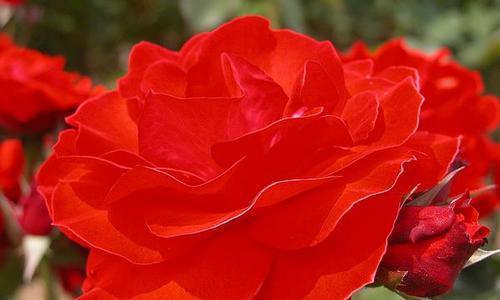红蔷薇花语与代表意义（一朵红蔷薇传递的心意）