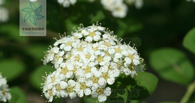 珍珠绣线菊花语，花开人心（探寻珍珠绣线菊的美丽与寓意）