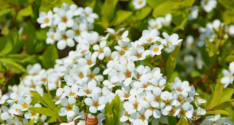 珍珠绣线菊花语，花开人心（探寻珍珠绣线菊的美丽与寓意）