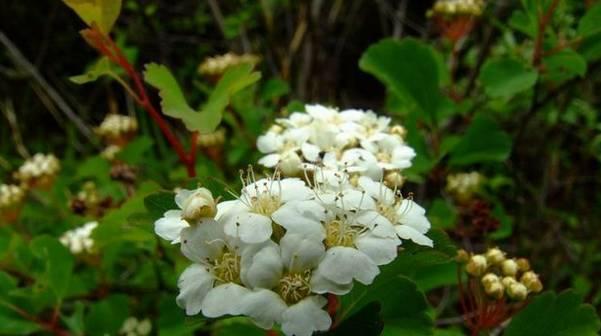 珍珠绣线菊花语，花开人心（探寻珍珠绣线菊的美丽与寓意）