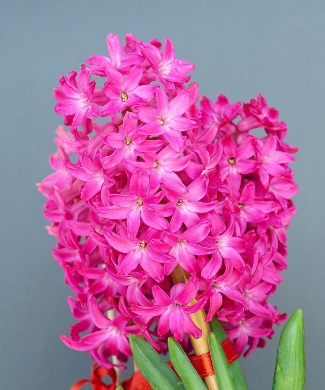 自信的花开放心间（以花语传递自信）