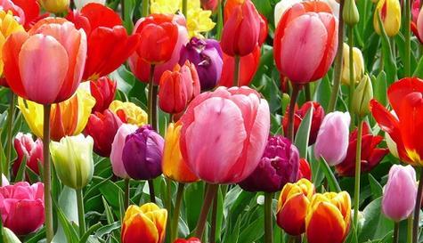 郁金香的象征意义及历史渊源(探寻郁金香的文化内涵与象征)