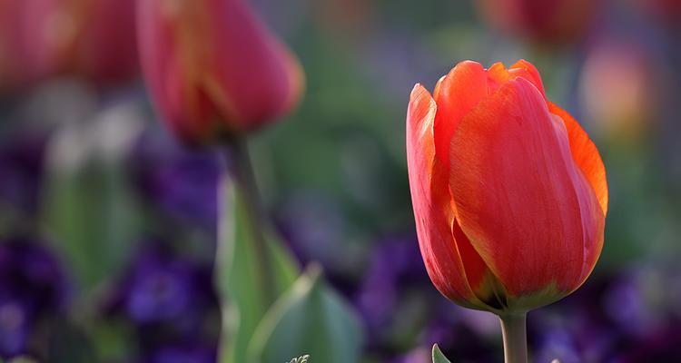 郁金香的象征意义及历史渊源（探寻郁金香的文化内涵与象征）