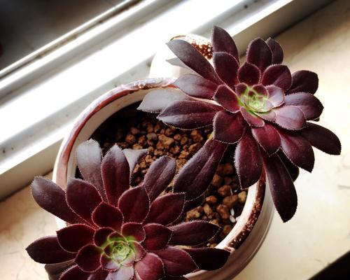 多肉紫牡丹花语（多肉紫牡丹花语的含义）