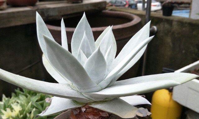 多肉紫牡丹花语（多肉紫牡丹花语的含义）