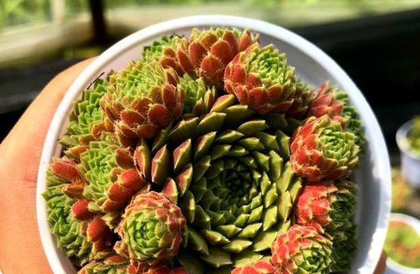 多肉紫牡丹花语（多肉紫牡丹花语的含义）