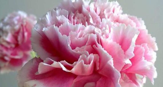 康乃馨花语与寓意解读(探究康乃馨花语的深层含义) 康乃馨花语与寓意解读(探究康乃馨花语的深层含义)