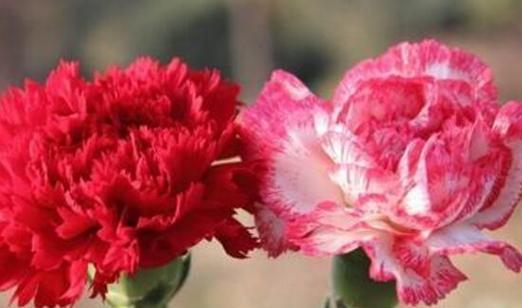 康乃馨花语与寓意解读(探究康乃馨花语的深层含义) 康乃馨花语与寓意解读(探究康乃馨花语的深层含义)