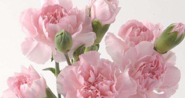 康乃馨花语与寓意解读(探究康乃馨花语的深层含义) 康乃馨花语与寓意解读(探究康乃馨花语的深层含义)