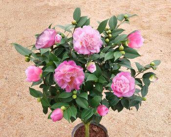 香妃茶花好养吗?养殖方法和养护要点是什么?