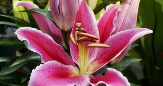 百合花的花语与美丽之旅（探索百合花的神秘语言）