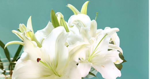 百合花的花语与美丽之旅（探索百合花的神秘语言）