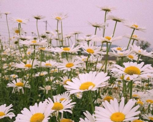 雏菊花语与寓意(探寻雏菊的含义与象征) 雏菊花语与寓意(探寻雏菊的含义与象征)