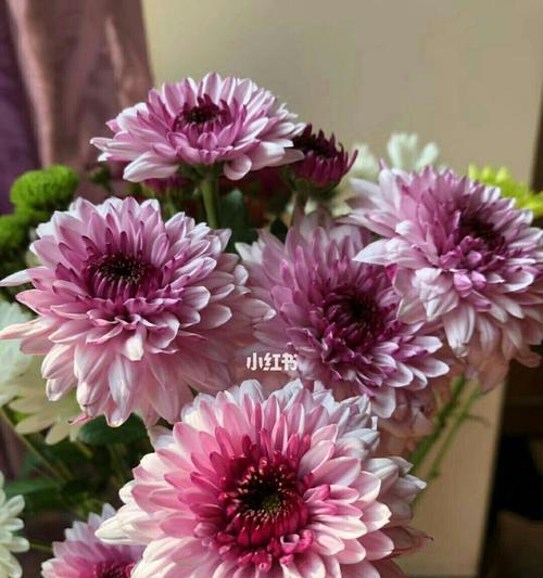 雏菊花语与寓意(探寻雏菊的含义与象征) 雏菊花语与寓意(探寻雏菊的含义与象征)