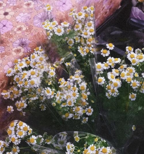 雏菊花语与寓意(探寻雏菊的含义与象征) 雏菊花语与寓意(探寻雏菊的含义与象征)