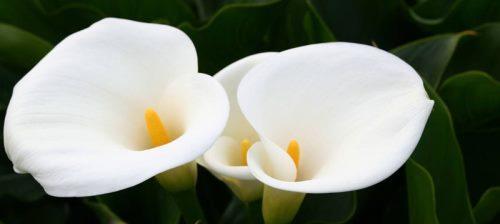 用康乃馨花语讲述自爱自尊的力量(唤醒自我) 用康乃馨花语讲述自爱自尊的力量(唤醒自我)