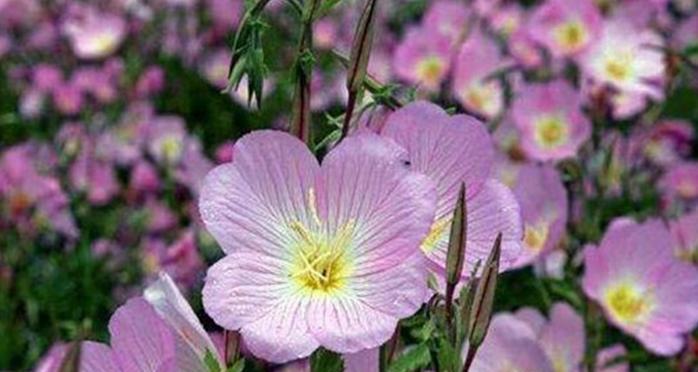 用康乃馨花语讲述自爱自尊的力量(唤醒自我) 用康乃馨花语讲述自爱自尊的力量(唤醒自我)