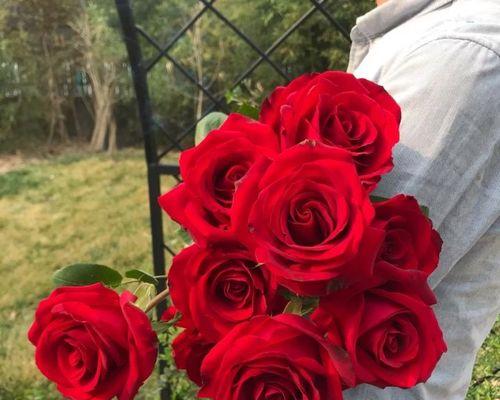 卡罗拉红玫瑰花语(用卡罗拉红玫瑰向心爱的人表达真挚情感) 卡罗拉红玫瑰花语(用卡罗拉红玫瑰向心爱的人表达真挚情感)