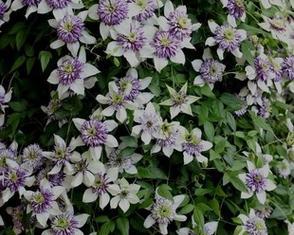 铁线莲可以地栽吗？地栽铁线莲的注意事项有哪些？