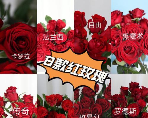 卡罗拉红玫瑰花语(用卡罗拉红玫瑰向心爱的人表达真挚情感) 卡罗拉红玫瑰花语(用卡罗拉红玫瑰向心爱的人表达真挚情感)