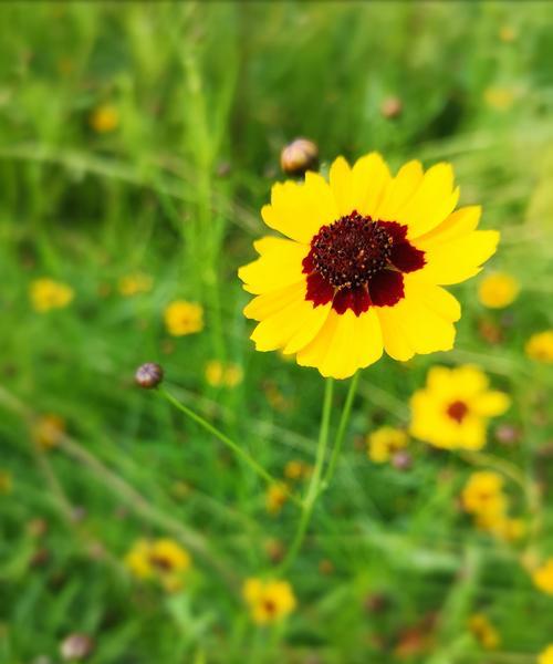 金鸡菊是多年生还是年生植物？如何判断金鸡菊的生命周期？
