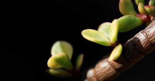 雅乐之舞（探寻花语在雅乐之舞中的多重意义）