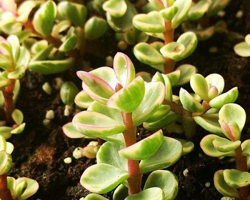 雅乐之舞（探寻花语在雅乐之舞中的多重意义）