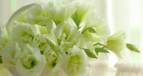 洋桔梗的花语与寓意（探寻洋桔梗花的深层含义）