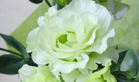 洋桔梗的花语与寓意（探寻洋桔梗花的深层含义）