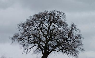 代表孤独的植物及其寓意（孤独的美）